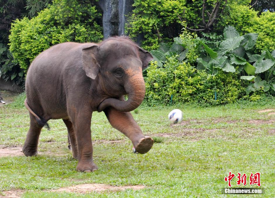 6月22日，廣州長隆野生動物世界上演一場“動物世界杯”狂歡派對，大象點球黑熊守門，而大猩猩則爭做“預(yù)測帝”，預(yù)測23日凌晨開展的葡美大戰(zhàn)，動物們的表演為游客帶來不少笑聲。中新社發(fā) 劉衛(wèi)勇 攝