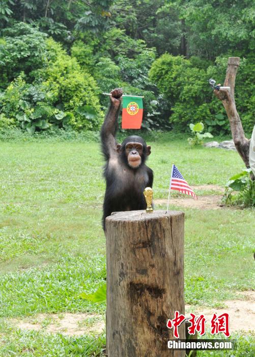 6月22日，廣州長隆野生動物世界上演一場“動物世界杯”狂歡派對，大象點球黑熊守門，而大猩猩則爭做“預(yù)測帝”，預(yù)測23日凌晨開展的葡美大戰(zhàn)，動物們的表演為游客帶來不少笑聲。中新社發(fā) 劉衛(wèi)勇 攝