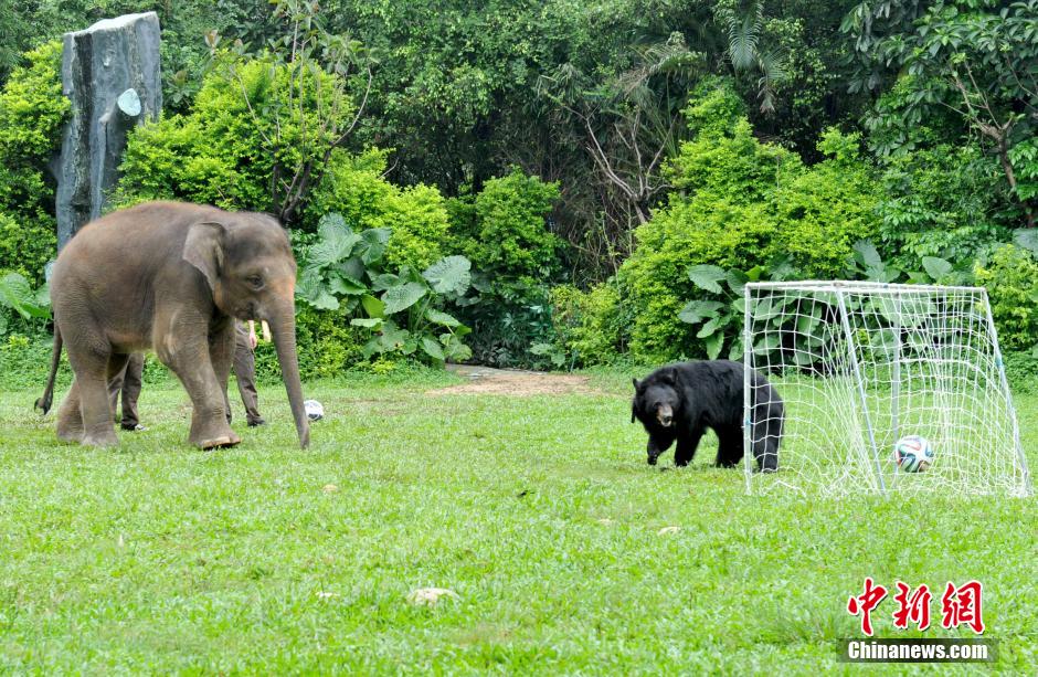 6月22日，廣州長隆野生動物世界上演一場“動物世界杯”狂歡派對，大象點球黑熊守門，而大猩猩則爭做“預(yù)測帝”，預(yù)測23日凌晨開展的葡美大戰(zhàn)，動物們的表演為游客帶來不少笑聲。中新社發(fā) 劉衛(wèi)勇 攝