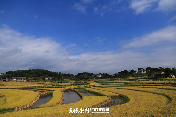 金色田園迎豐收