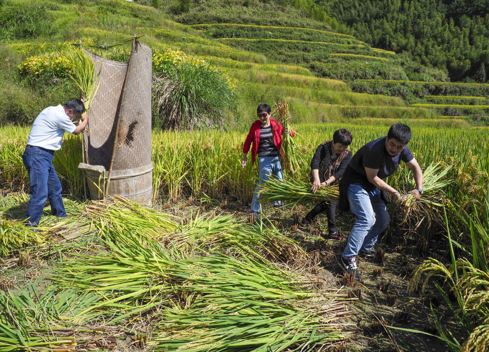 割水稻体验农家乐