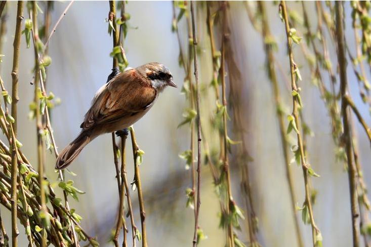 图片默认标题_fororder_微信截图_20190316172317