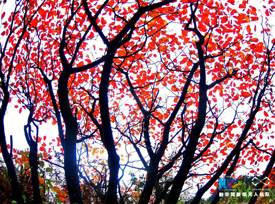 【城市遠洋】航拍重慶酉陽：漫山紅葉染紅層層峰巒