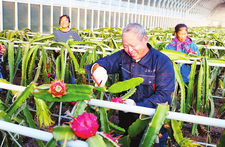 長春市寬城區蘭家鎮積極推廣特色種植産業