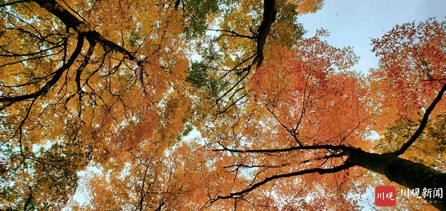 （转载）绝美！巴中光雾山红叶红了