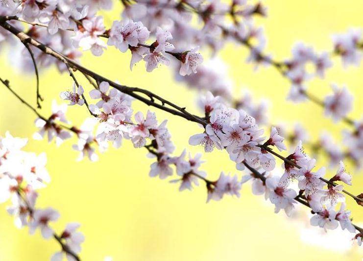 图片默认标题_fororder_微信截图_20190317114212