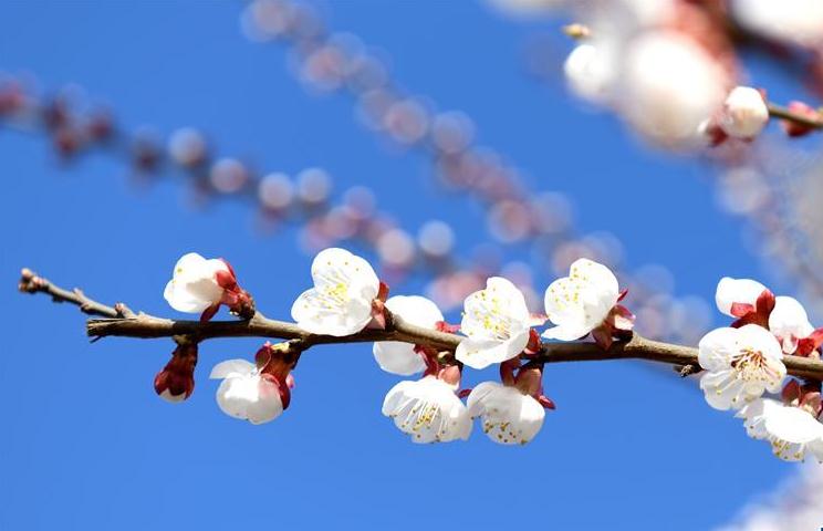 图片默认标题_fororder_微信截图_20190317114129