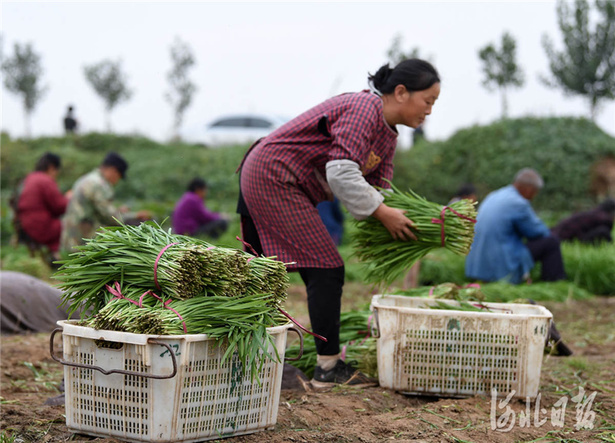 河北臨城：訂單蔬菜助農增收