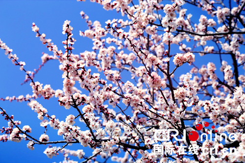 【要闻列表】【河南在线列表】【移动端文字列表】醉美杏林花海  2019新密·伏羲山杏花节开幕
