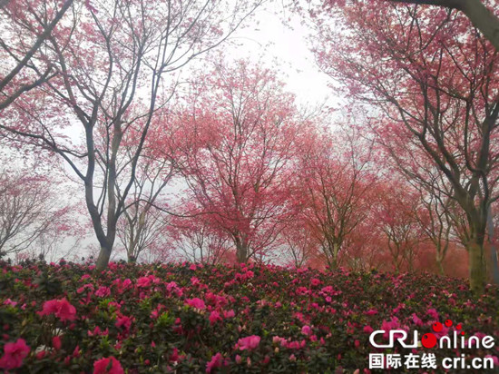 【CRI專稿 列表】重慶巴南南湖多彩植物園開園 2萬餘株紅楓迎最佳觀賞季