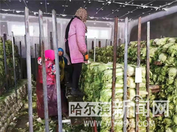 哈尔滨市级储备蔬菜30日起投放市场