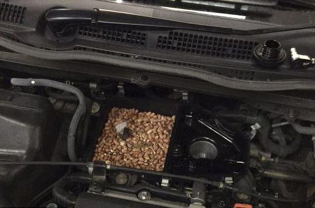 英国一汽车空气过滤器被塞满坚果 或是松鼠所为