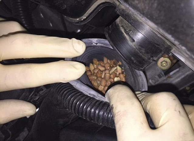 英国一汽车空气过滤器被塞满坚果 或是松鼠所为
