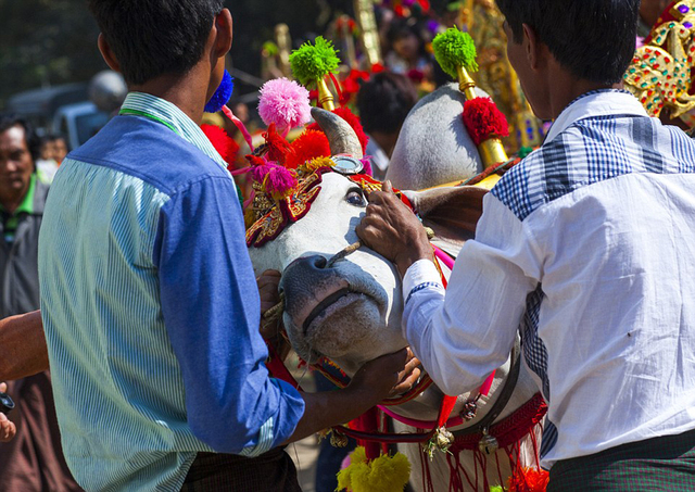 緬甸奇特風俗:男孩出家前盛裝騎牛馬遊行
