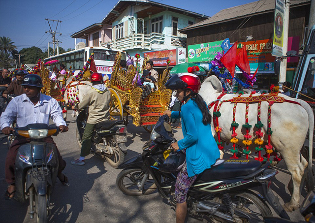緬甸奇特風俗:男孩出家前盛裝騎牛馬遊行