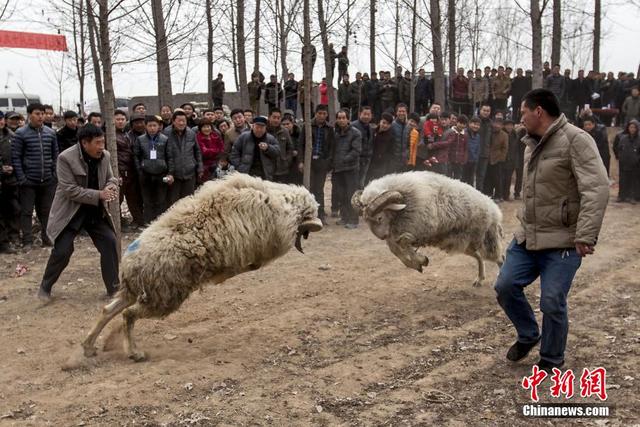 河南滑縣舉行鬥羊比賽 場面激烈