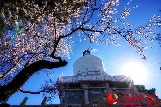 本週北京市屬公園“春意盎然” 推薦初春15處賞花春景