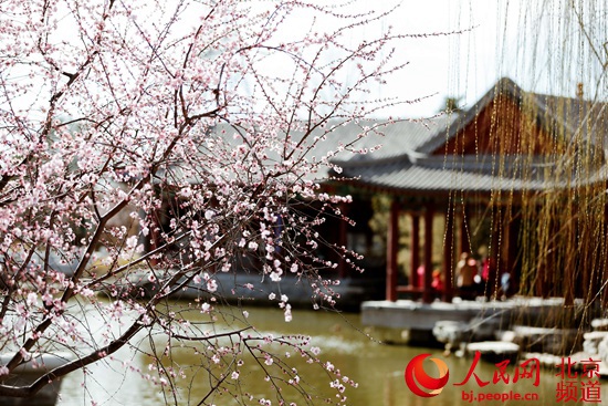 本週北京市屬公園“春意盎然” 推薦初春15處賞花春景