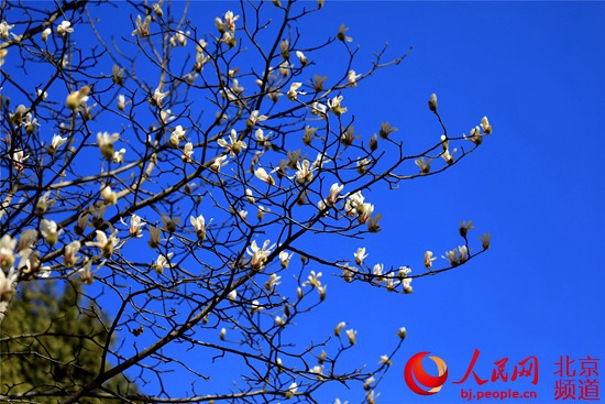 本週北京市屬公園“春意盎然” 推薦初春15處賞花春景