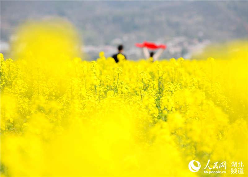 湖北保康：油菜花香引客來