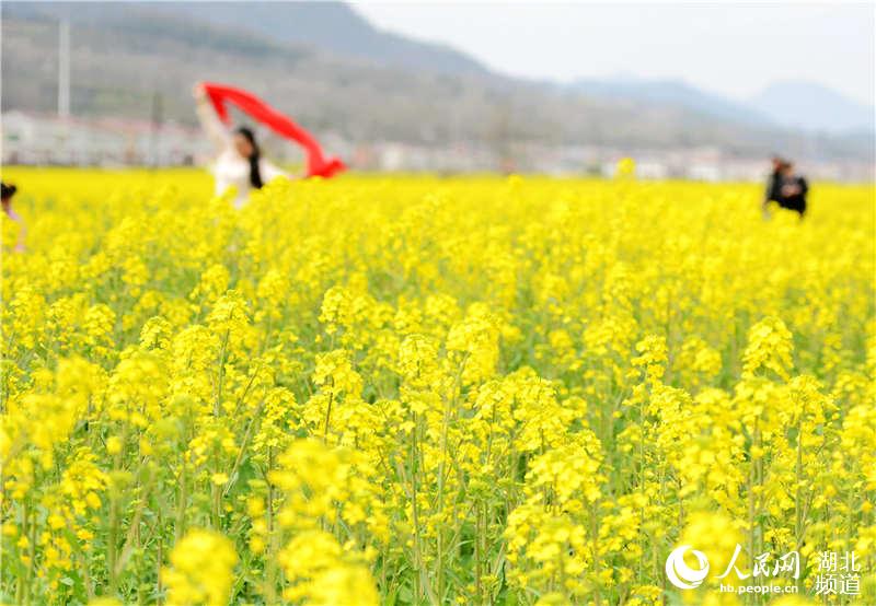 湖北保康：油菜花香引客來