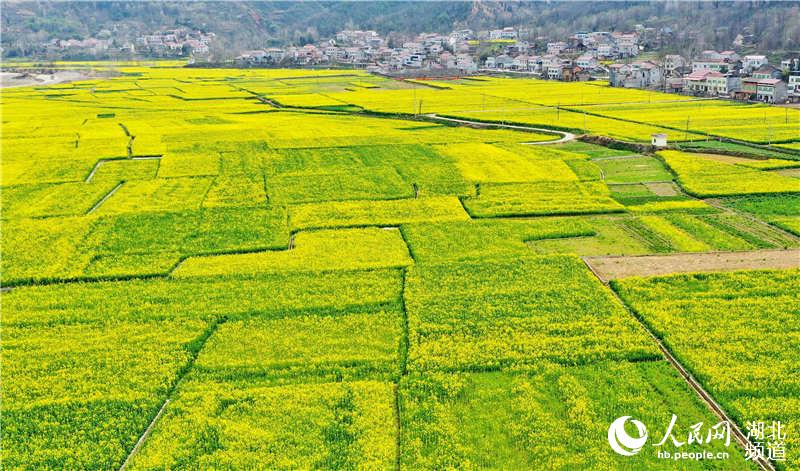 湖北保康：油菜花香引客来