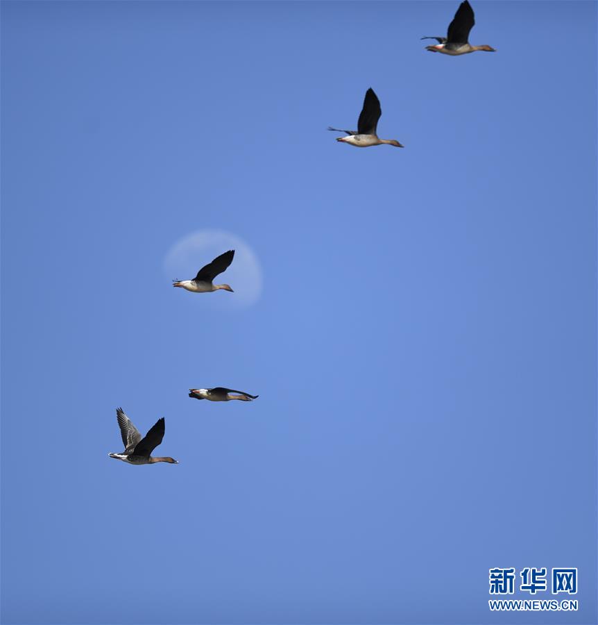 辽宁康平：候鸟飞临卧龙湖湿地