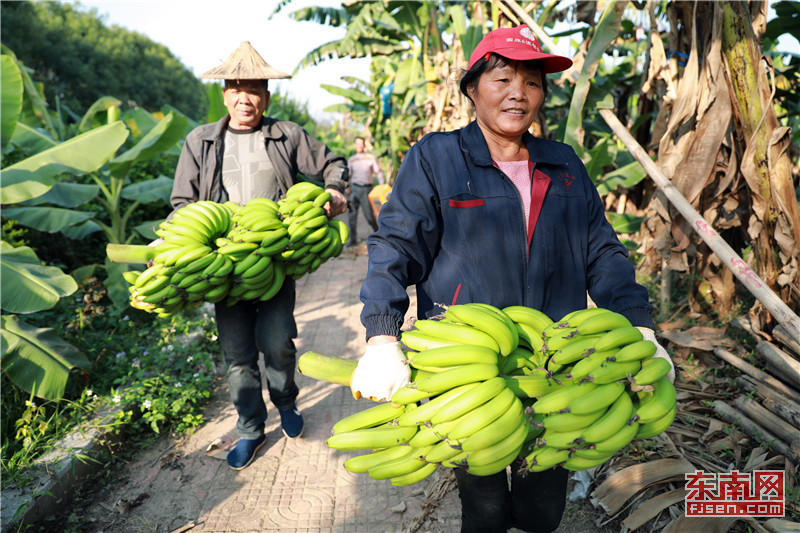 【焦點圖】【漳州】【移動版】【Chinanews帶圖】漳州天寶：橫槊兩千多年的國際香蕉幫