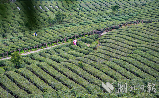 三峽庫區早春茶開採