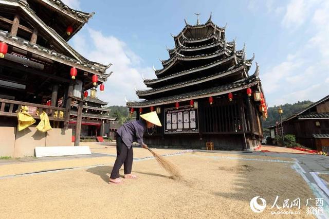 10月11日,村民在广西柳州市三江侗族自治县林溪镇冠洞村冠小屯晾晒