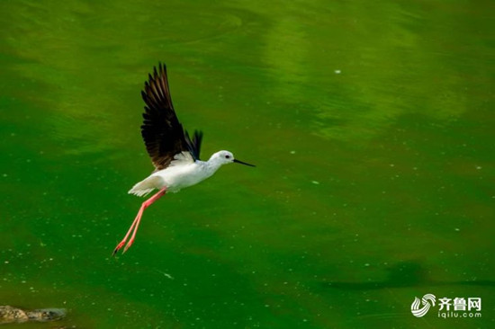 济南玉符河两岸绿树成荫 湿地飞鸟景观更迭不断_fororder_6_副本
