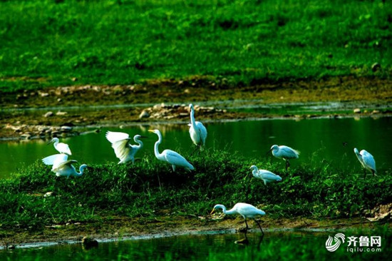 济南玉符河两岸绿树成荫 湿地飞鸟景观更迭不断 济南玉符河两岸绿树成荫 湿地飞鸟景观更迭不断_fororder_1502715900846_副本