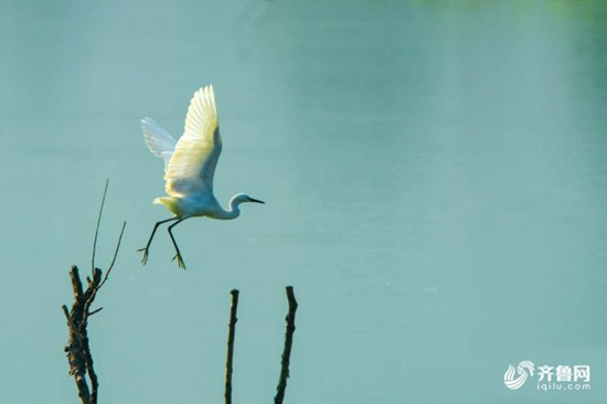 济南玉符河两岸绿树成荫 湿地飞鸟景观更迭不断 济南玉符河两岸绿树成荫 湿地飞鸟景观更迭不断_fororder_8_副本