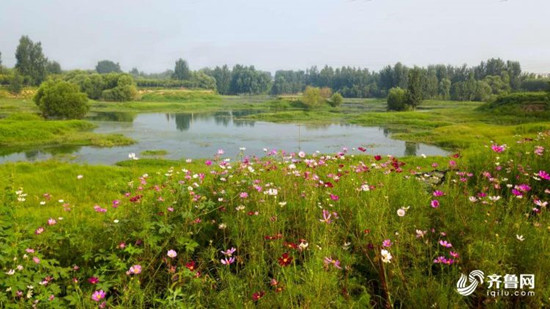 济南玉符河两岸绿树成荫 湿地飞鸟景观更迭不断_fororder_4_副本