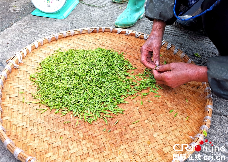 贵州兴仁：云雾茶山春采忙（组图）