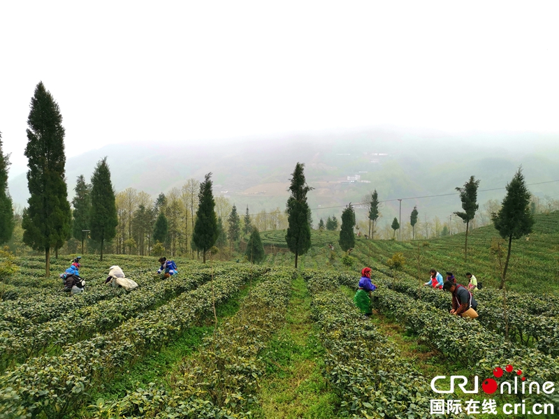 贵州兴仁：云雾茶山春采忙（组图）