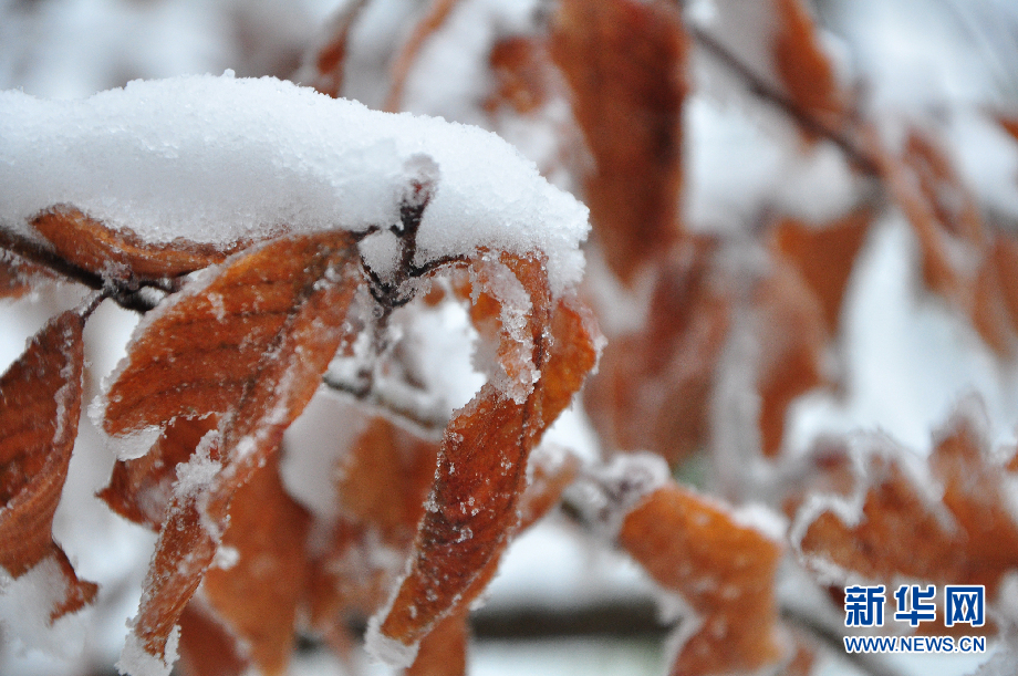 黄山飞雪换“冬装” 银装素裹如童话