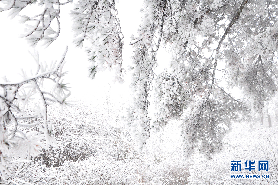 黄山飞雪换“冬装” 银装素裹如童话