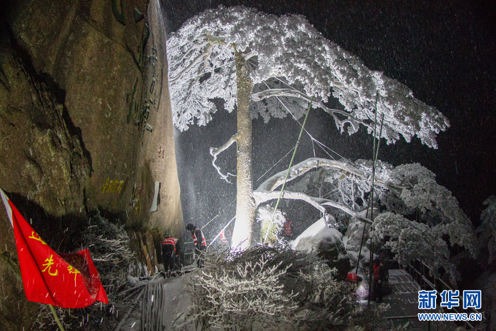 黄山：雪夜守护忙 迎客松无恙