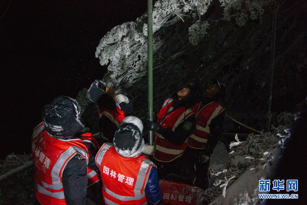黄山：雪夜守护忙 迎客松无恙