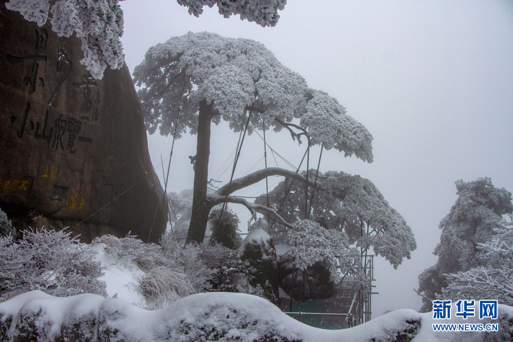 黄山：雪夜守护忙 迎客松无恙