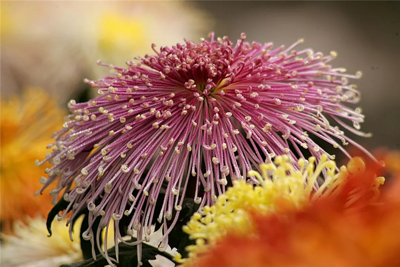 【B】【文末附合法稿源連結】開封菊花文化節:從開封“金縷衣”到國際“金名片”