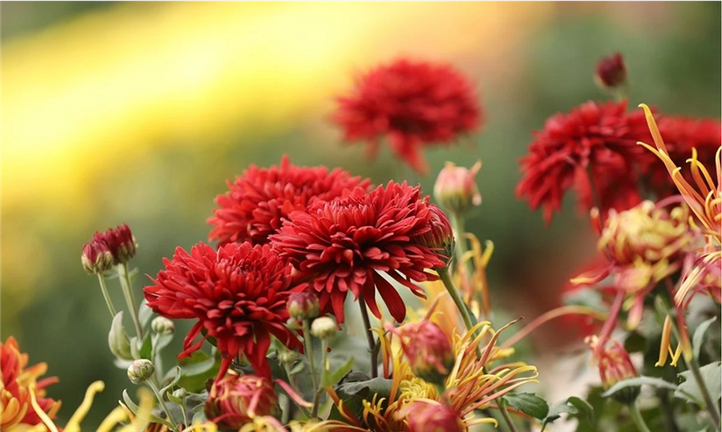 【B】【文末附合法稿源連結】開封菊花文化節:從開封“金縷衣”到國際“金名片”