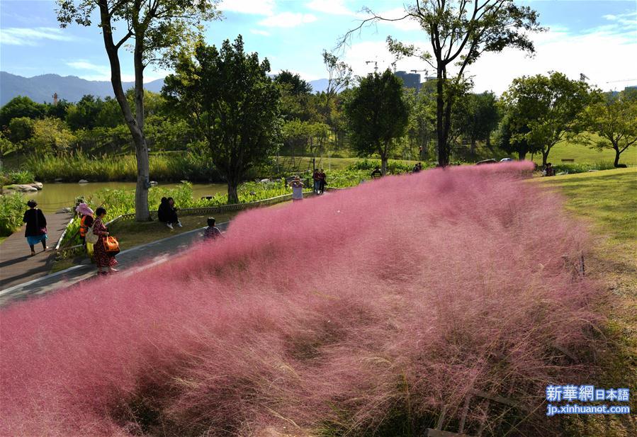 ピンク色に染まった「花の海」を散策　福建省福州市_fororder_photo3-2