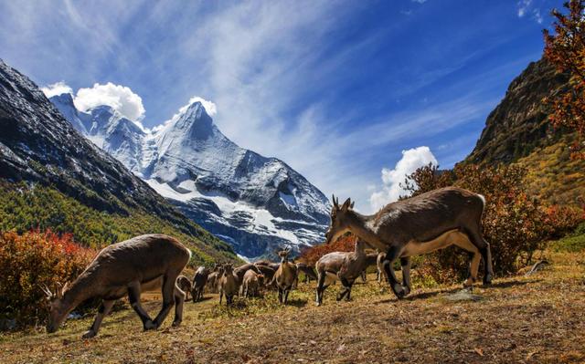 "画卷·唯美·诗意" 迷醉在甘孜色彩斑斓的金秋