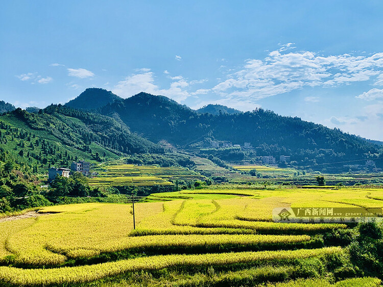 廣西淩雲：稻穀飄香 5萬畝水稻顆粒歸倉