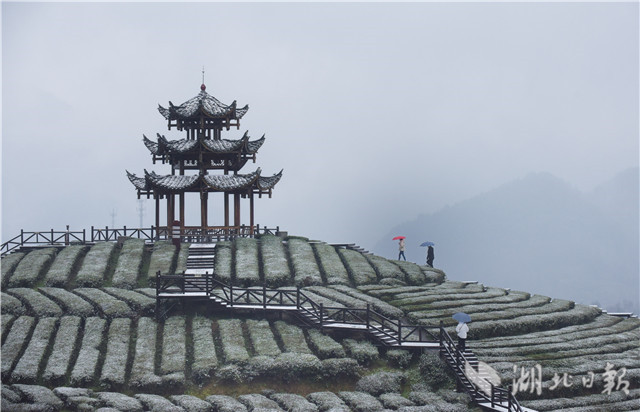 恩施：“冰雪茶园”润新景