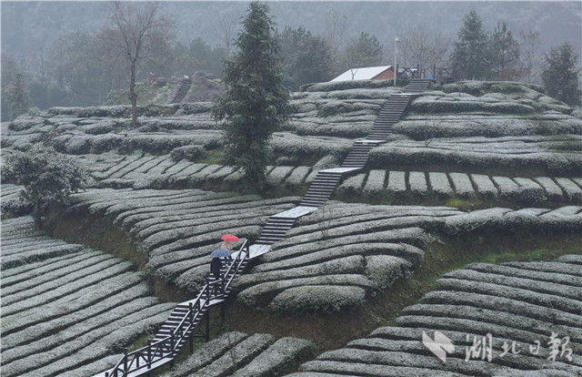 恩施：“冰雪茶园”润新景