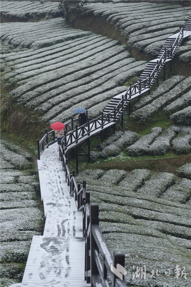 恩施：“冰雪茶园”润新景