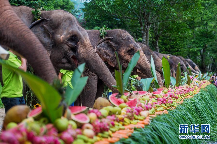 云南西双版纳举行世界大象日活动